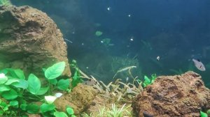 Мой аквариум 300 литров с гуппи, меченосцами и моллинезиями, 01.04.2023