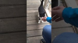 Смешные Альпаки