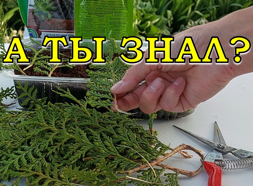 ТУИ: размножаем черенками пошагово???