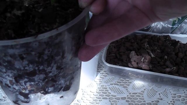 Kekkila -Финский грунт для орхидей и новая Орхидея в подарок. смотреть онлайн