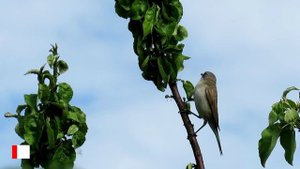 Славка завирушка ест тлю на яблоне