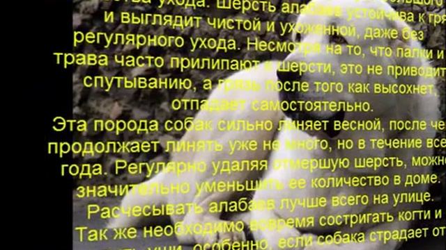 алабай описание породы содержание и уход