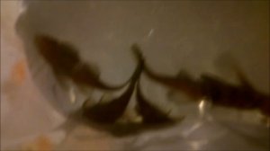 получил посылку с номерными L сомами.mp4