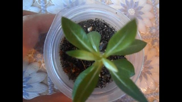 Все любят пестрики! 