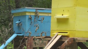 ПРИЛЕТЕЛ РОЙ ПЧЁЛ В ПУСТОЙ УЛЕЙ! ПОЙМАЛИ ПЧЁЛ!.mp4