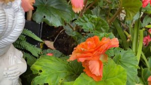 БЕГОНИИ Цветущие Поляны в моем саду в Лондоне! Begonias in my garden in London!
