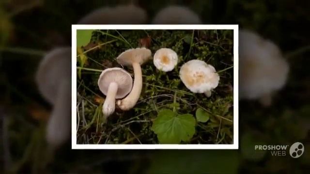 Lactarius Scoticus - Fungi Kingdom