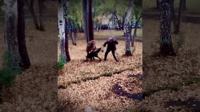 Доберман. Охрана хозяина. Сука 14 месяцев. Собака телохранитель. смотреть онлайн