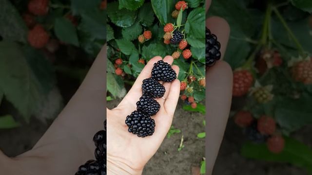 Ежевика Лохтей. Ранний, крупноплодный, бесшипный сорт. смотреть онлайн