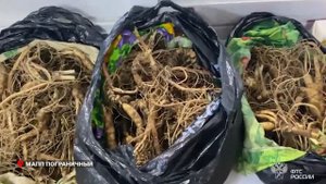 Корни женьшеня стоимостью более 3,5 млн рублей обнаружили у гражданина КНР.