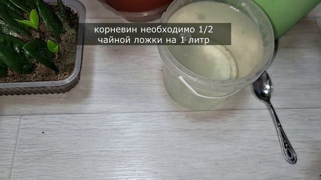 Волшебный ЭЛИКСИР для ЗАМИОКУЛЬКАСА, что даже дохлый цветок выдаст много здоровых листьев!
