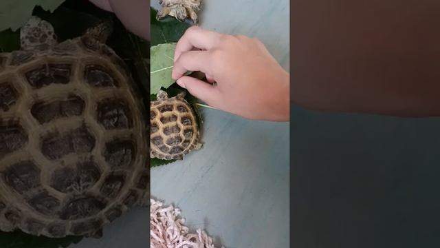 что кушают сухопутные черепахи Алоэ, Толстянка,Каланхоэ,Пеперамия, Хлорофитум, Фиалка, Колеус, и ТД смотреть онлайн