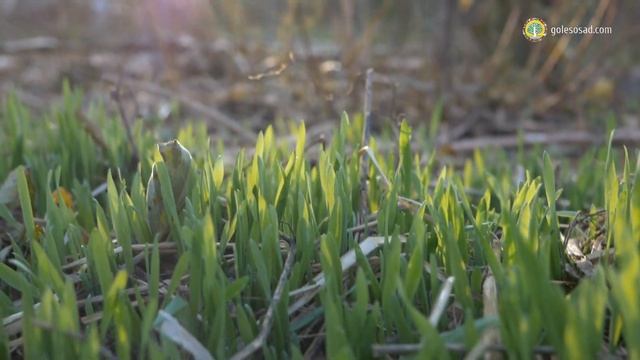 АГРОЛЕСОВОДСТВО СПАСЁТ ПРИРОДУ! смотреть онлайн