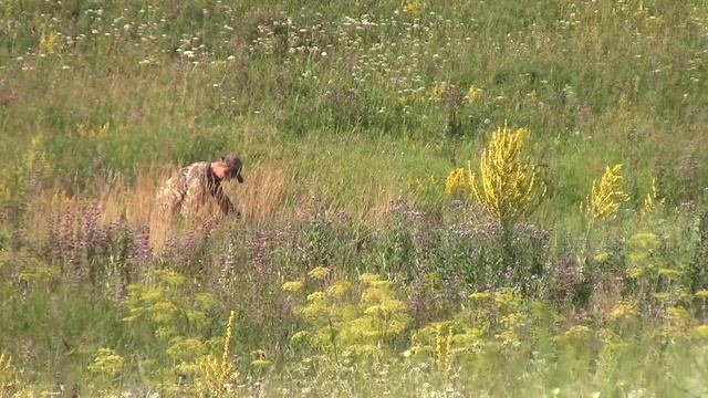 СВД-С на охоте на сурка!!! Варминтинг с карабином ТИГР!!! смотреть онлайн