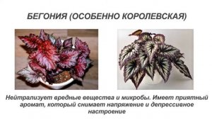 КОМНАТНЫЕ РАСТЕНИЯ ДЛЯ СПАЛЬНИ!