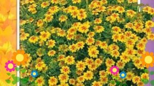 Бархатцы тонколистные Золотой самоцвет. Краткий обзор, описание tagetes tenuifolia Zolotoy samotsve