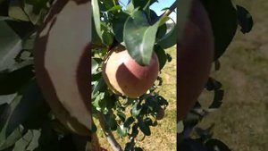 груша " Талгарская красавица" ...сладкая как первая любовь!