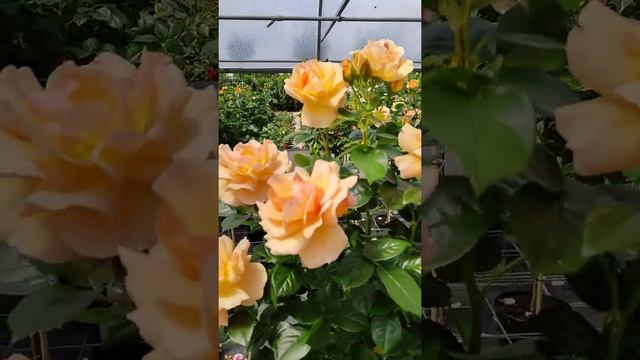 Wunderschönen Rosen Hansestadt Rostock смотреть онлайн