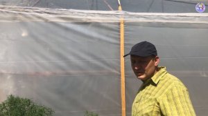 Какую пленку выбрать для теплицы? Почему многие используют ПАТИЛЮКС? (13-07-2018)