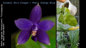 Phalaenopsis violacea Indigo Blue, Kebun Anggrek Sukowiyono Tulungagung