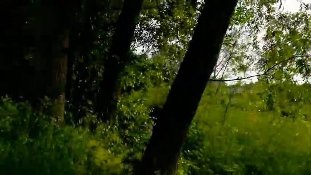 КАК КРАСИВО ПОЮТ ПТИЦЫ В ЛЕСУ ВОЗЛЕ РЕКИ ДЛЯ ВСЕХ И РЕБЕНКА С ДЦП смотреть онлайн