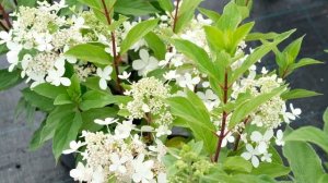 Гортензия метельчатая Пандора и Пандриа (Hydrangea paniculata Pandora и H. p. Pandria) Сравним?