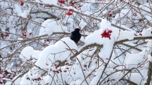 Kрасивые зимние пейзажи и успокаивающая музыка для отдыха