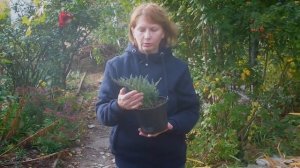 Хвойники для небольших участков