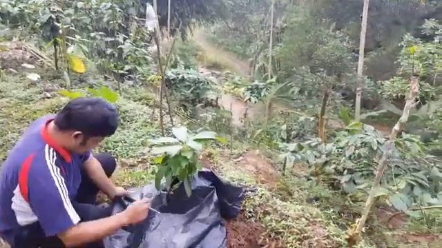 ILMU WAJIB DAN PENTING TANAM ALPUKAT ANTI MAINSTREAM MURAH DAN HEMAT BAGI PEMULA / grounding avocad смотреть онлайн