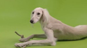 Saluki / 99+1 Dog Breeds