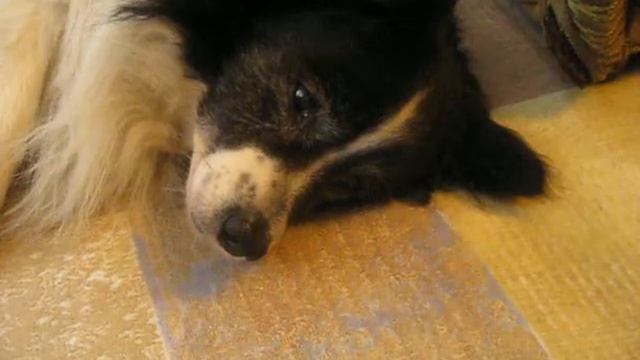 История появления моего пёсика / Как же я поняла, что хочу себе собаку? Собака-лучший друг человек смотреть онлайн