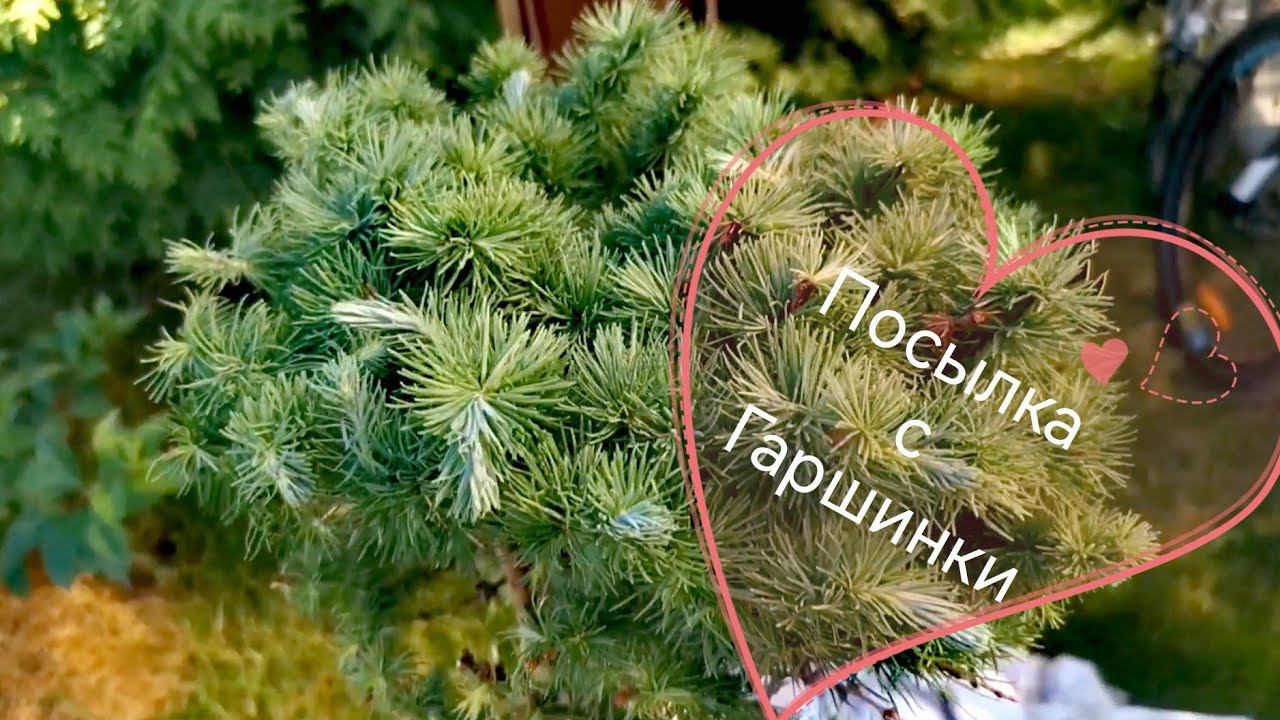 Мечтательница хвойные