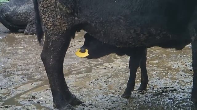 Отучить телёнка сосать молоко