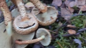 Огромный "опёнок" -  Чешуйчатка обыкновенная.