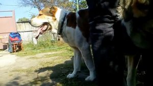 Вязка Алабая-(Юзбаш и Кира) 1.9.2016