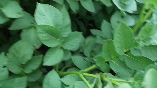 Колорадский  жук на картофеле. Древесная зола. Обзор картофеля на наличие жука 27 июля