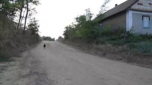 Ягдтерьер и пыль