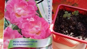 Вырастить розу из семян. Роза через полтора месяца после посева