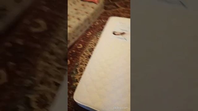 Отзыв о матрасе Lonax Скрученные Roll Memory 4 90*195 и магазине «Анатомия сна» смотреть онлайн