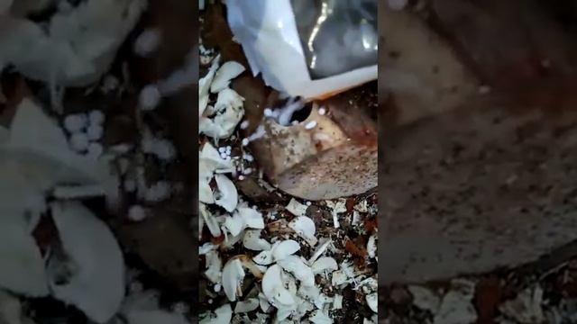 Удаления пня с помощью аммиачной селитры ( эксперимент ) смотреть онлайн