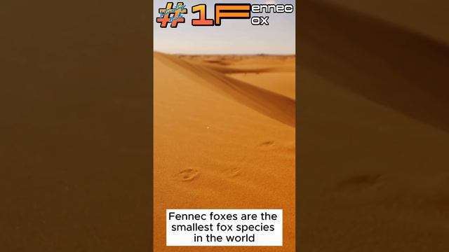 Fennec Fox Interesting Fact 1 #interestingfacts #interesting #fact