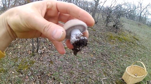 Lepista saeva (blue stem mushroom) - Рядовка Лиловоногая - Синеножка смотреть онлайн