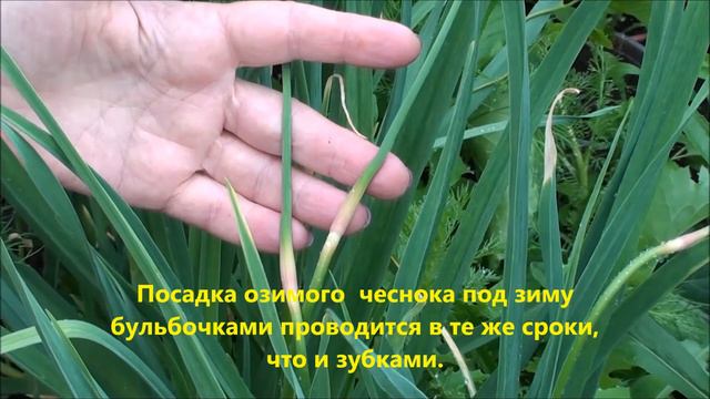 Удалять ли все стрелки у озимого чеснока? смотреть онлайн
