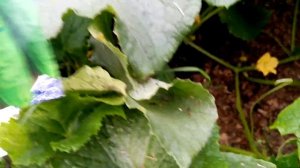 ???Огурцы в Открытом Грунте. Первый Урожай???.  Сорта КУСТОВЫЕ и ВЯЗНИКОВСКИЕ.  29 июля 2022г.