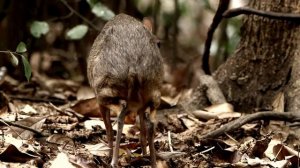 Канчиль   мышиный олень