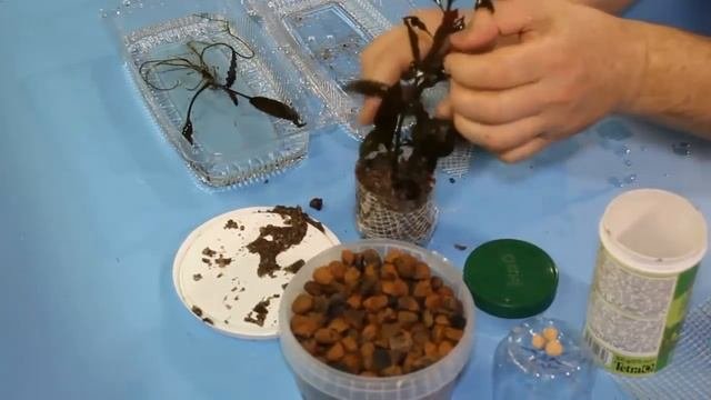 Посадка аквариумных растений в горшочки.aquatic Plants In Pots
