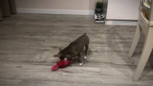 Месяц спустя… чихуахуа в доме, его поведение, все плюсы и минусы, питание, прививки, прогулки.