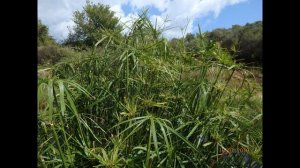 Cyperus alternifolius  Sithonia Chalkidiki Greece 15 7 19