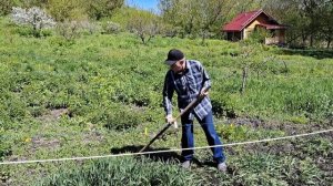 Картошку в пырее с плоскорезом сажаю на целине.