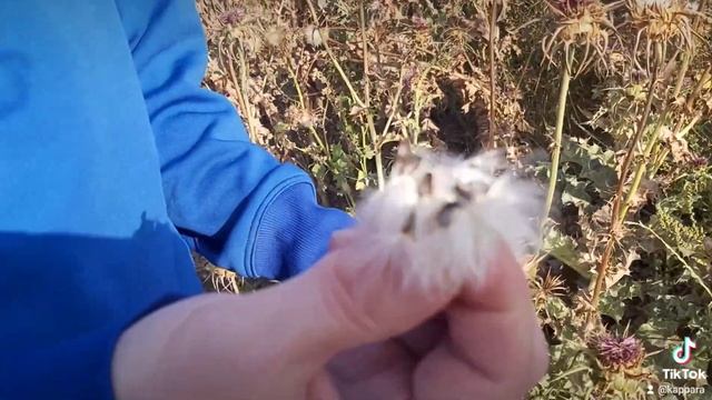 Расторопша (чертополох) в Израиле